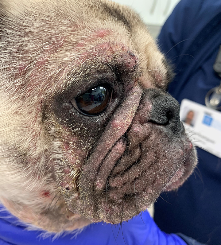 Demodicosis Secondary Bacterial Folliculitis In A Dog Clinician's Brief ...