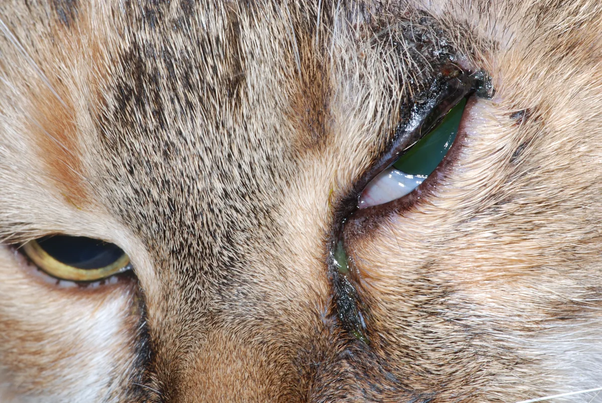 Feline patients illustrating the appearance of squamous cell carcinoma lesions of the eyelid. 