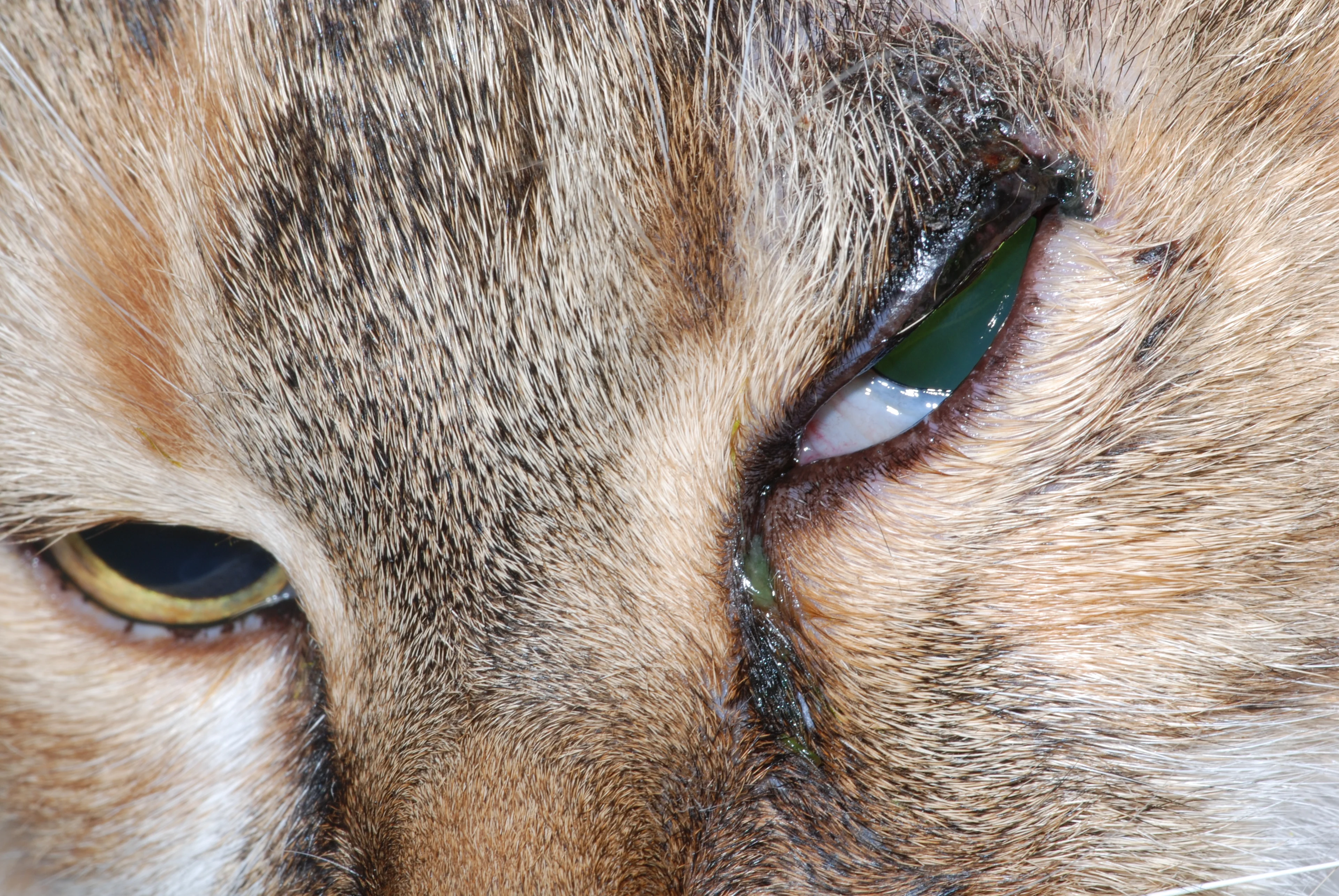Feline patients illustrating the appearance of squamous cell carcinoma lesions of the eyelid.