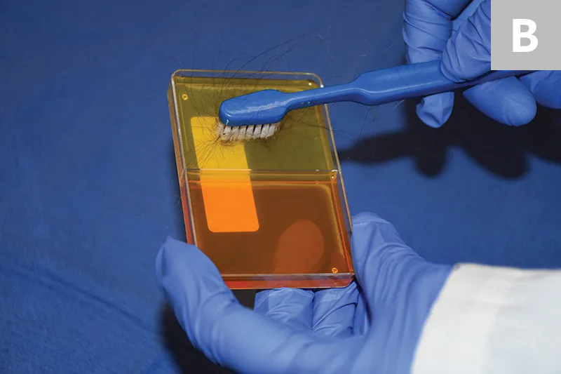 Two images of gloved hands pressing hair samples and toothbrush bristles into agar plate.
