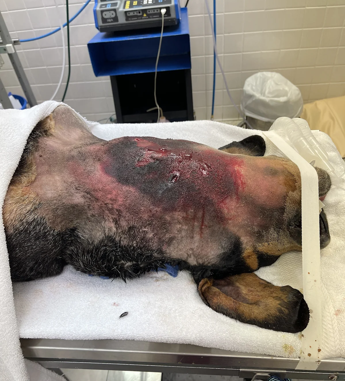 A dog lies on a veterinary examination table, covered partially with a white towel, displaying extensive wounds and abrasions on its back. The surrounding area includes medical equipment and a waste bin, indicating an active clinical setting.