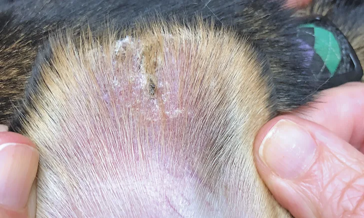 Close-up of dog’s ear with irregular hair loss and crusting near the tip.