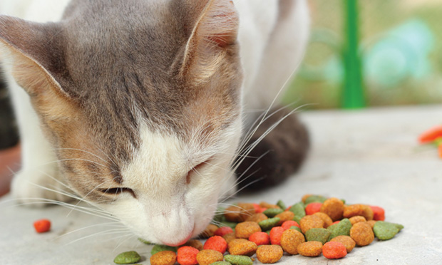 Fiber for cats with diarrhea hotsell