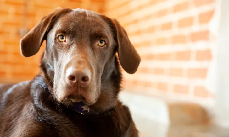A brown dog looking into the camera.