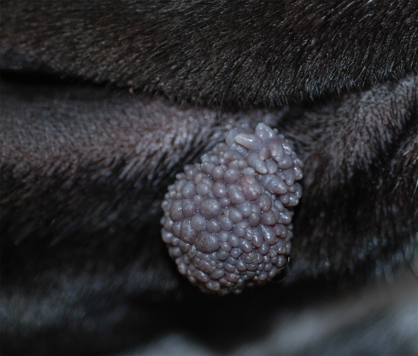 skin papillomas dog