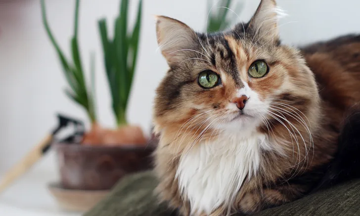 A multicolored cat resting on a piece of furniture inside of a home.