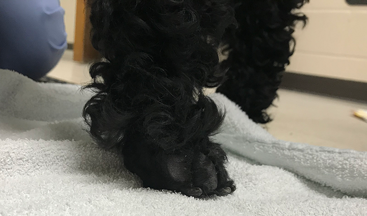 Cockapoo seizures 2024