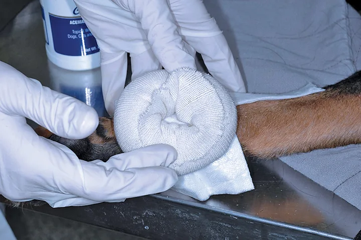 Gloved hands bandaging a dog’s carpus.