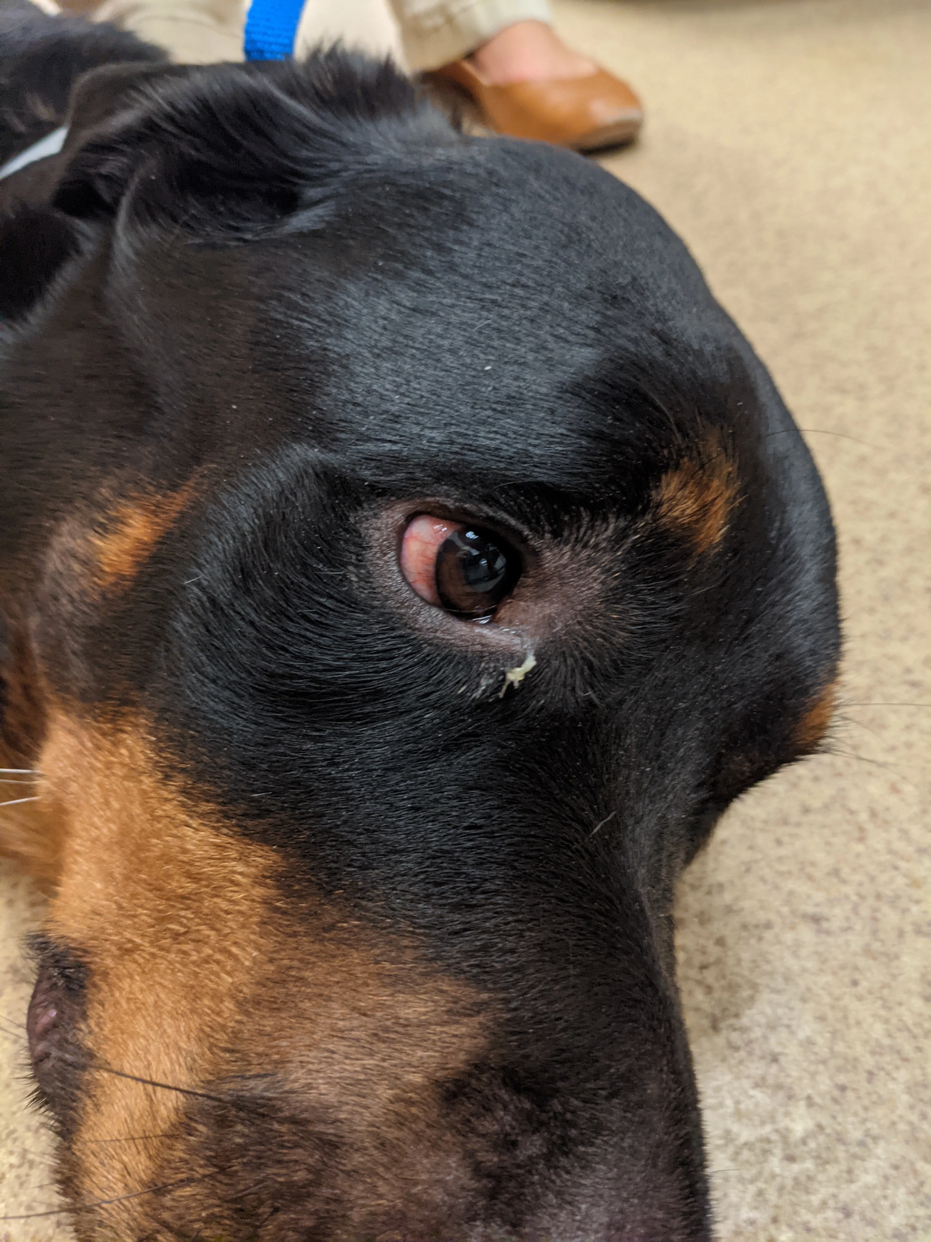 A close-up of a dog’s eye showing reddened sclera and ocular discharge at the medial canthus.