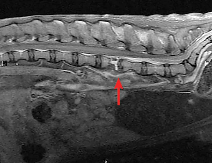 Lateral lumbar MRI image of the spine of a dog with arrow pointing to abnormal findings.