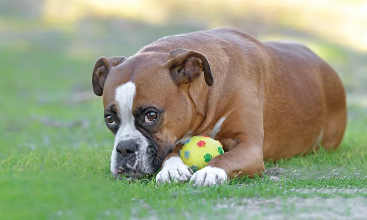 A boxer with a ball resting on green grass. 