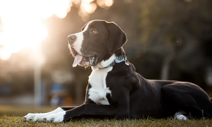 A Great Dane resting outside on the grass.