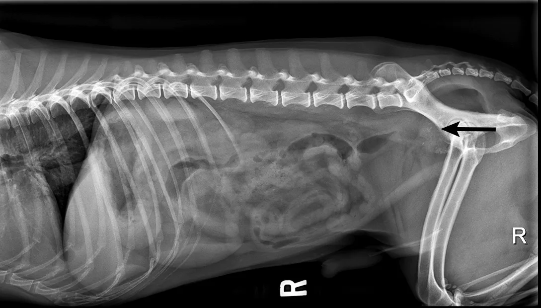 Lateral abdominal radiograph of a dog.