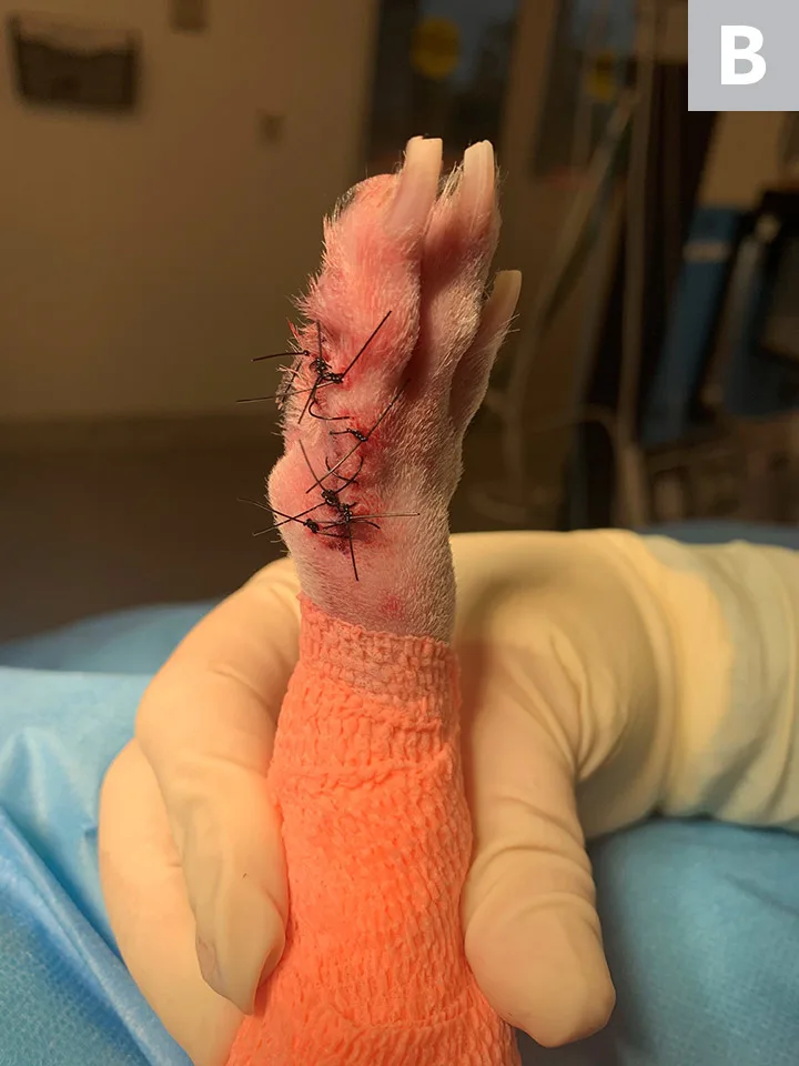 Hand holding dog forepaw with skin sutures in place at site of 2nd digit amputation.