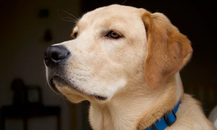 A labrador. 