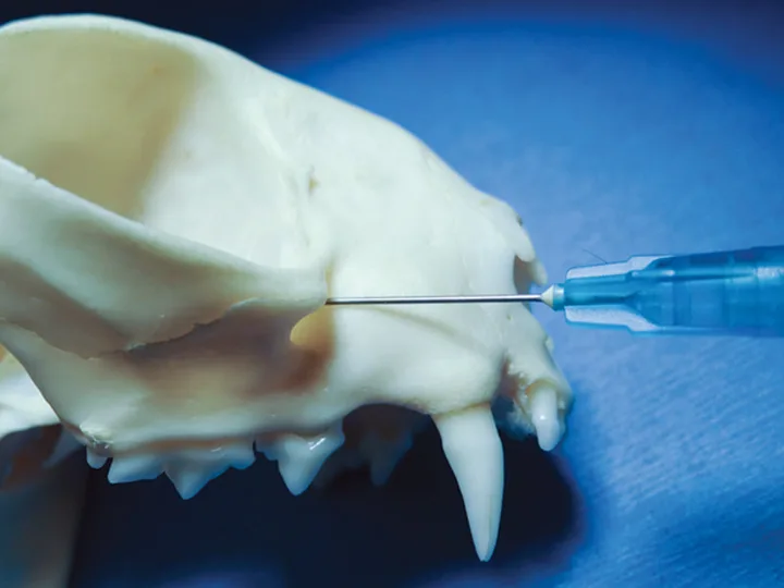 A feline skull, photographed laterally, showing the location of the infraorbital foramen. 