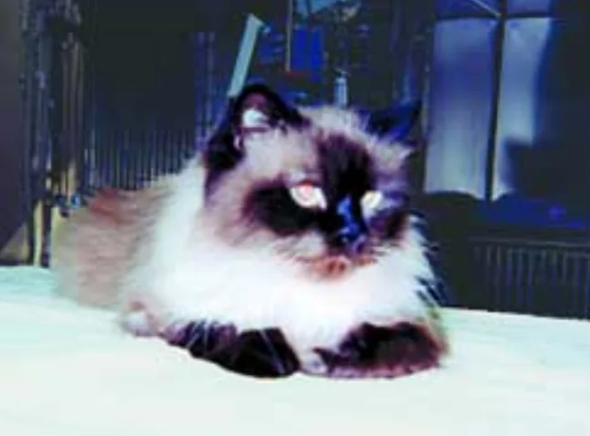 selected slide image