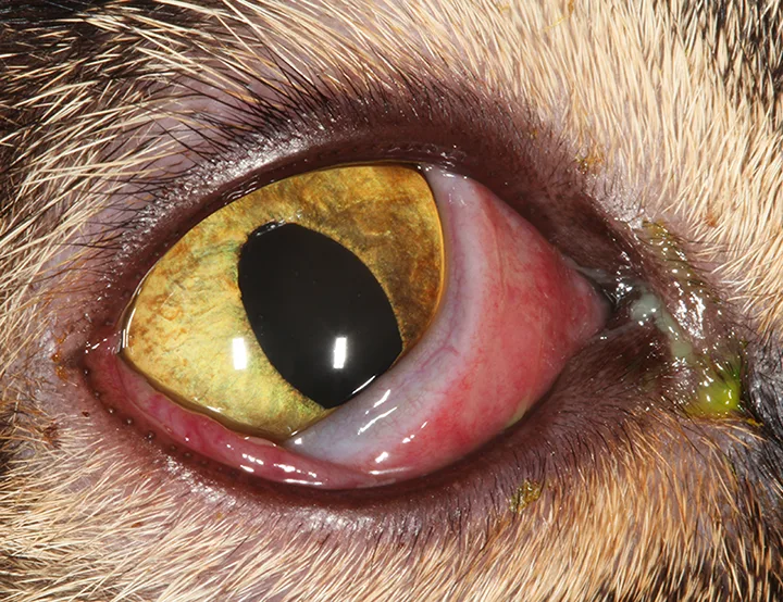 Close-up image of a cat’s eye with swelling of the ventral conjunctiva and elevated third eyelid.