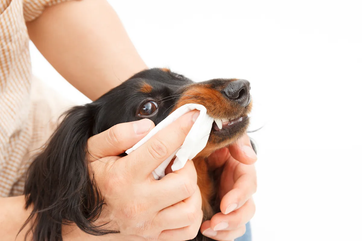 A person gently holds a dachshund's head while using a tissue to clean its mouth. The setting is bright and uncluttered, focusing on the dog's face and the cleaning action.