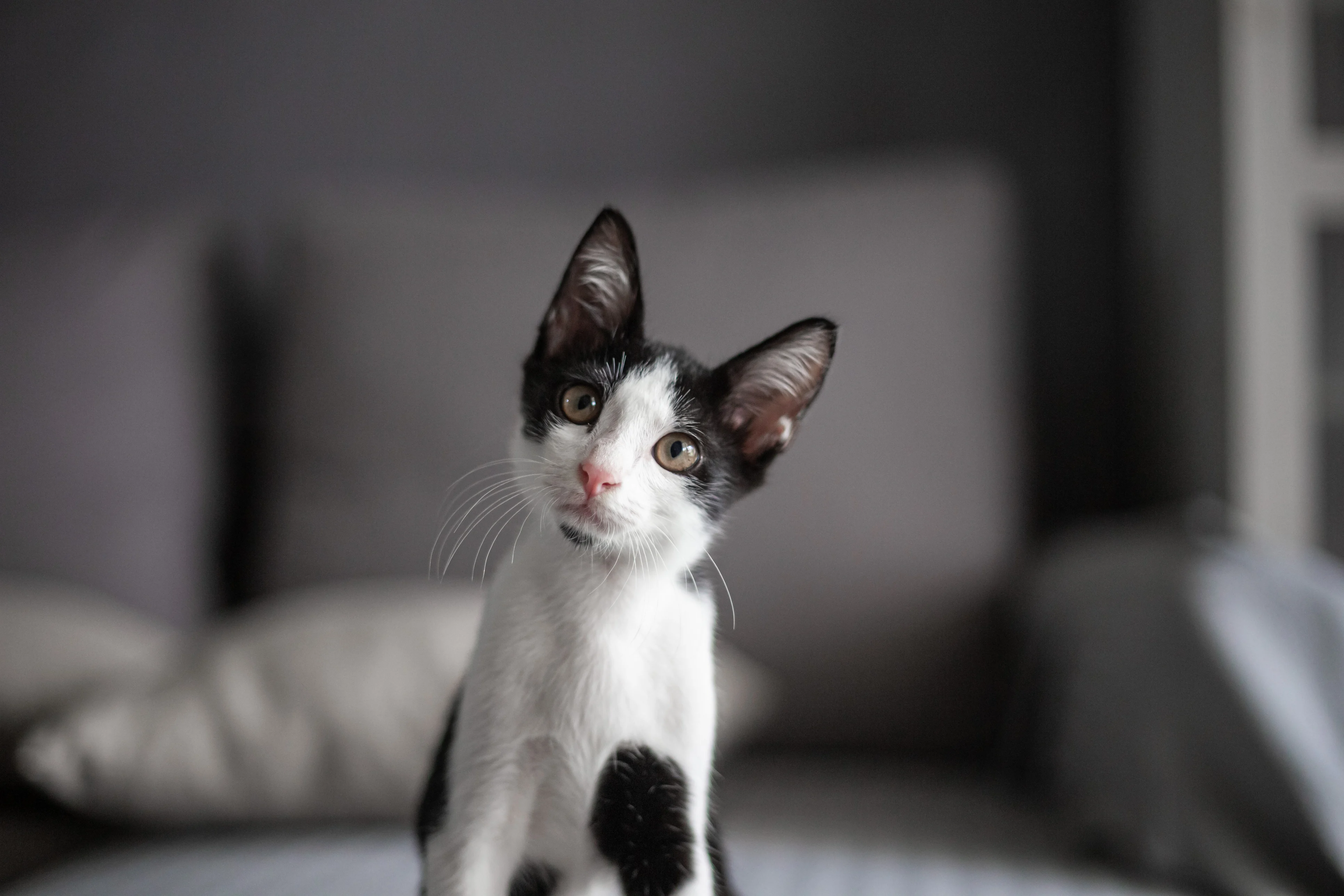 A curious black and white kitten with large ears and bright eyes is sitting on a bed, surrounded by soft pillows in a neutral-toned room. The kitten's head is tilted slightly, giving it an inquisitive expression.