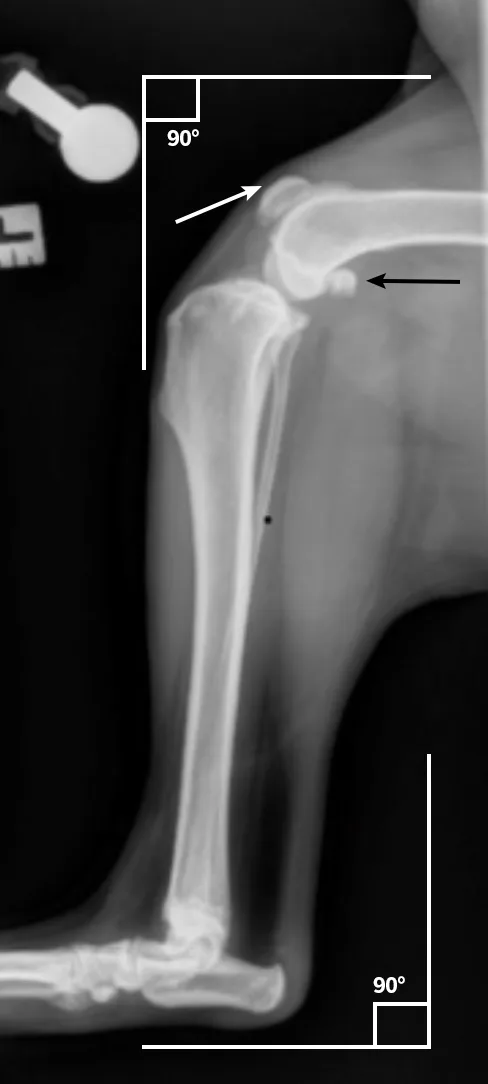 Radiographic images of a dog’s tibia with the distal end of the femur and the proximal end of the tarsus shown.