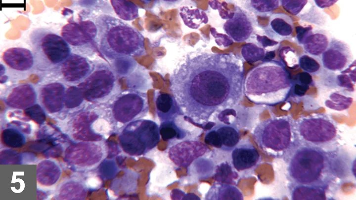 selected slide image