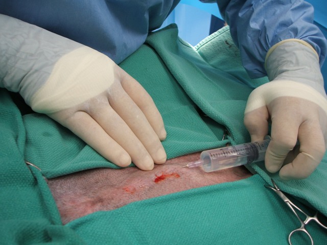 How to Perform C-Sections in Dogs