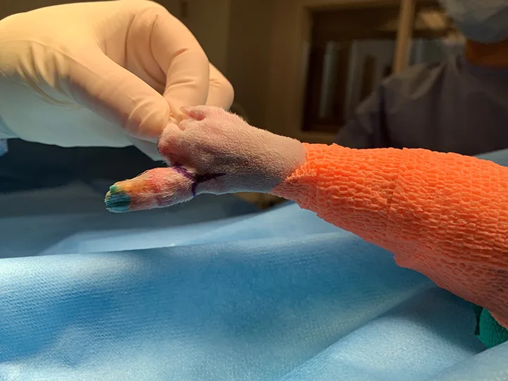 Images of gloved hands holding paw of dog with incisions made proximal to the base of the second digit.