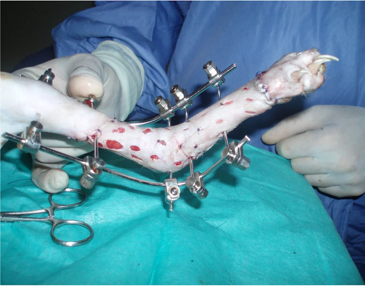 External skeletal fixator used to immobilize the tibiotarsal joint during free skin grafting of a circumferential wound in a cat.