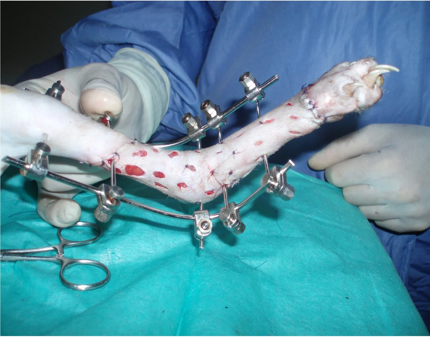 External skeletal fixator used to immobilize the tibiotarsal joint during free skin grafting of a circumferential wound in a cat.