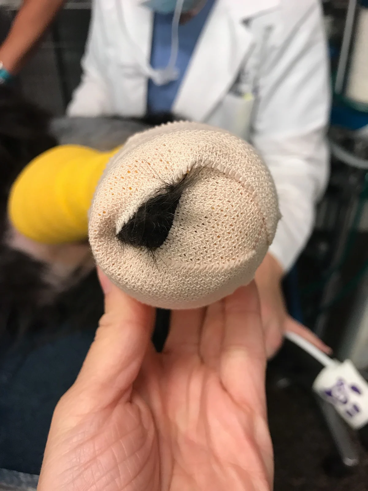 A dog's foot held by a person to show toes protruding from the bottom of the applied bandage.