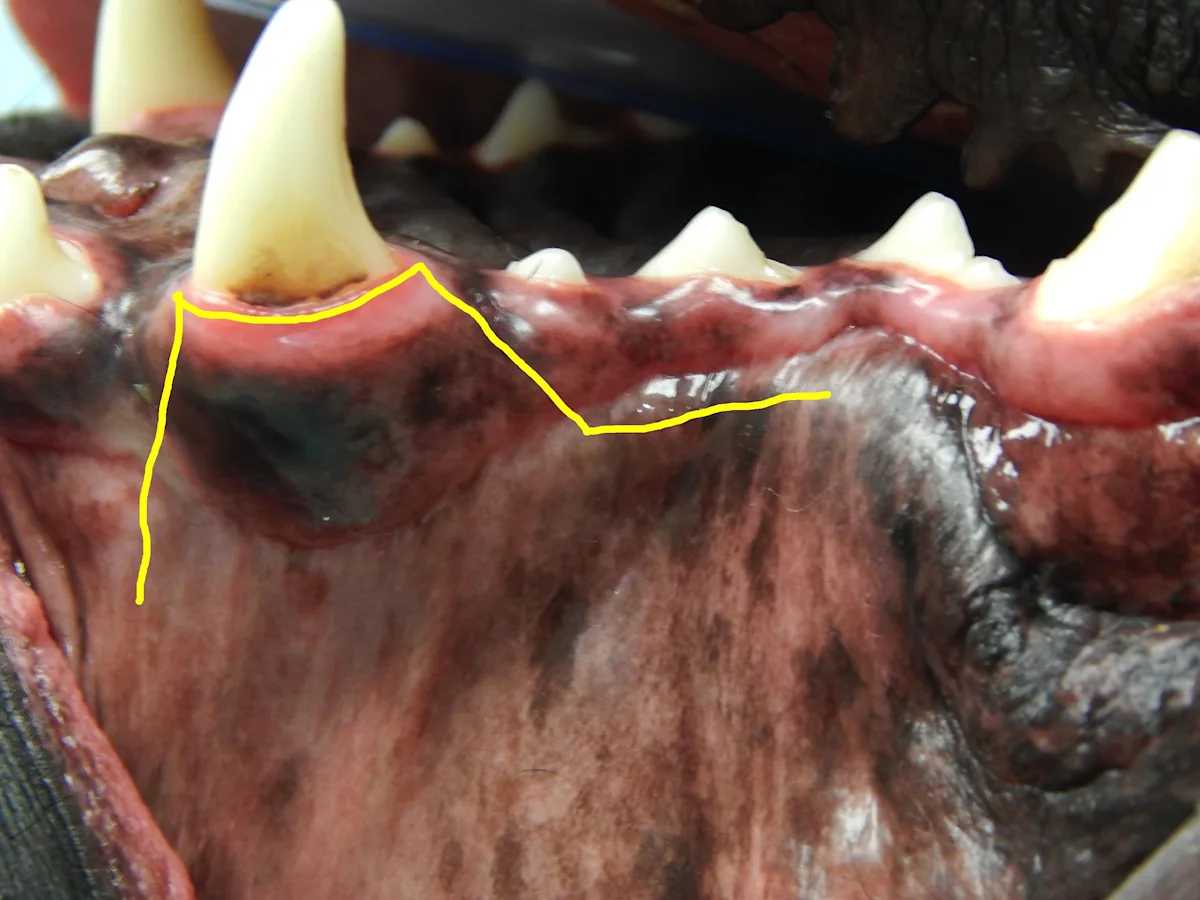 A maxillary canine tooth showing two potential releasing incisions to create a mucogingival flap. 