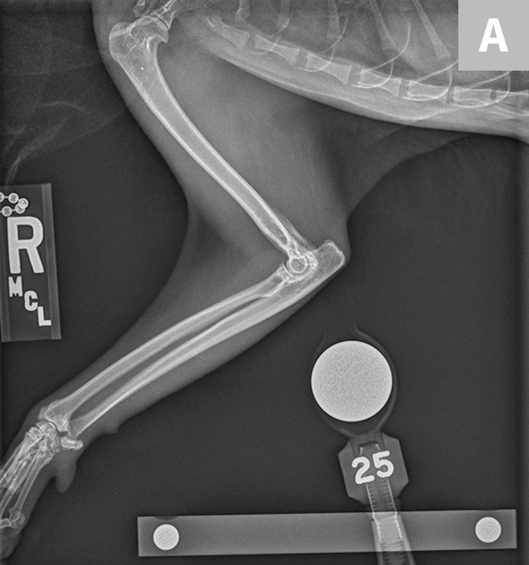 Pain Management in an Arthritic Senior Cat Clinician's Brief