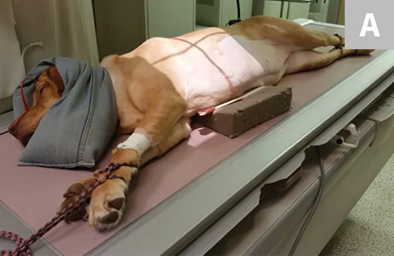 selected slide image