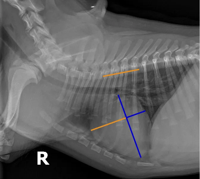 Radiographs in a dog with lines highlighting findings.