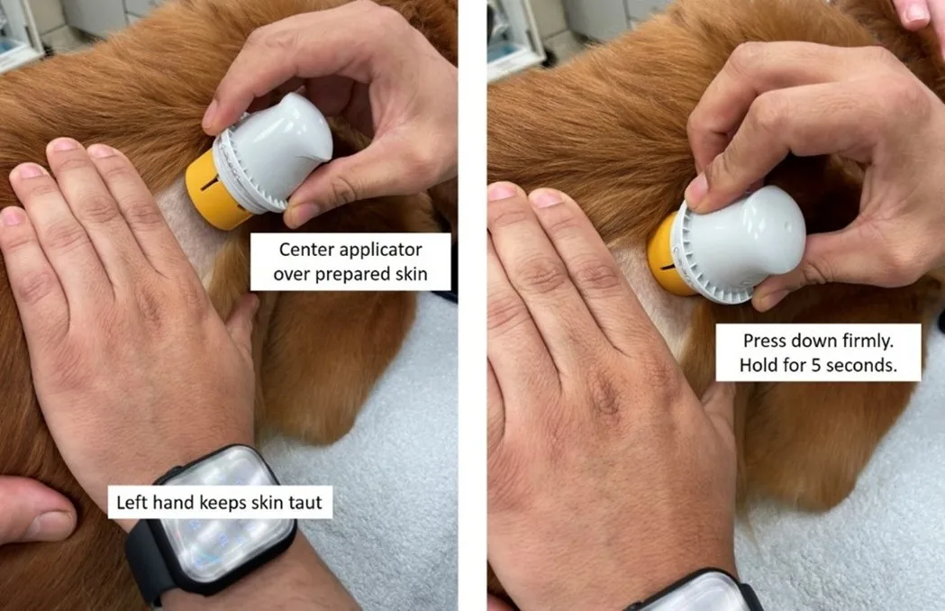 Human hands readying dog skin for application of continuous blood glucose monitor.
