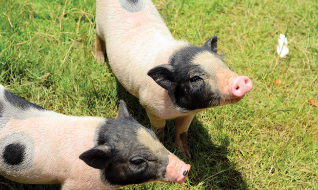 Environmental Enrichment for the Miniature Pet Pig