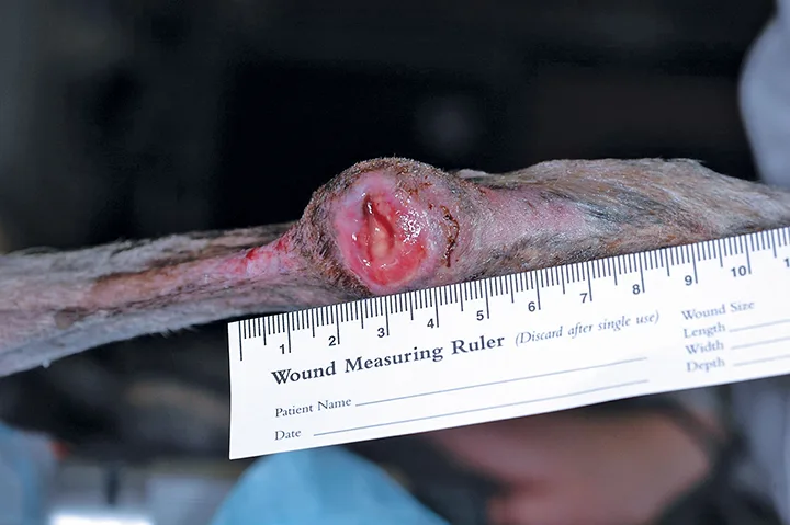A ruler held up to an ulcerated wound on a dog’s tarsus. 