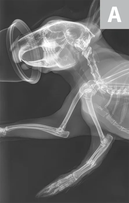 Side-by-side radiographs of mid-forelimb fracture in a rabbit.