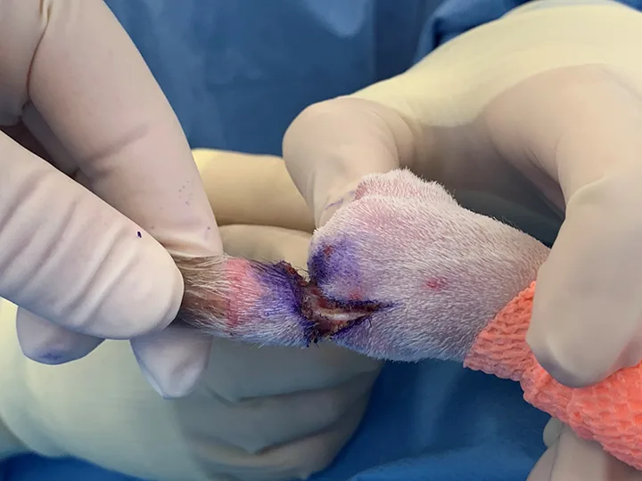 Images of gloved hands holding paw of dog with incisions made proximal to the base of the second digit.