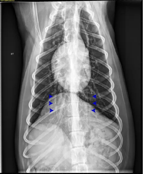Radiographs in a dog with arrowheads highlighting findings.