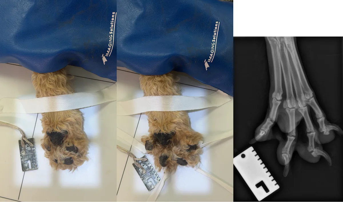 Positioning for 15- and 45-degree oblique radiographs of a distal dog limb and how they appear on radiographs.