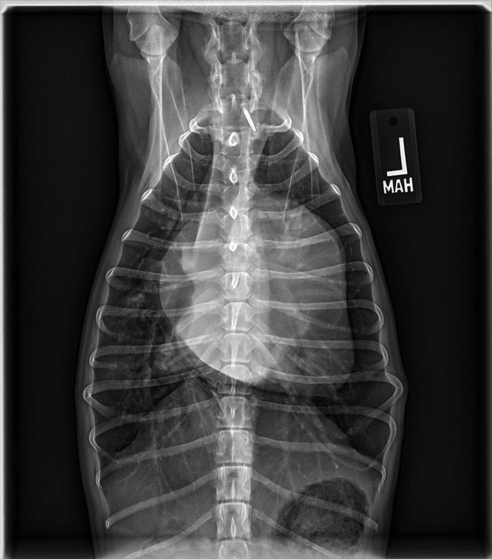 Radiographs in a dog.