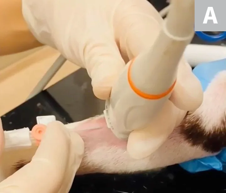 Ultrasound probe held over limb of pet and ultrasound image with arrow pointing to needle seen within blood vessel.