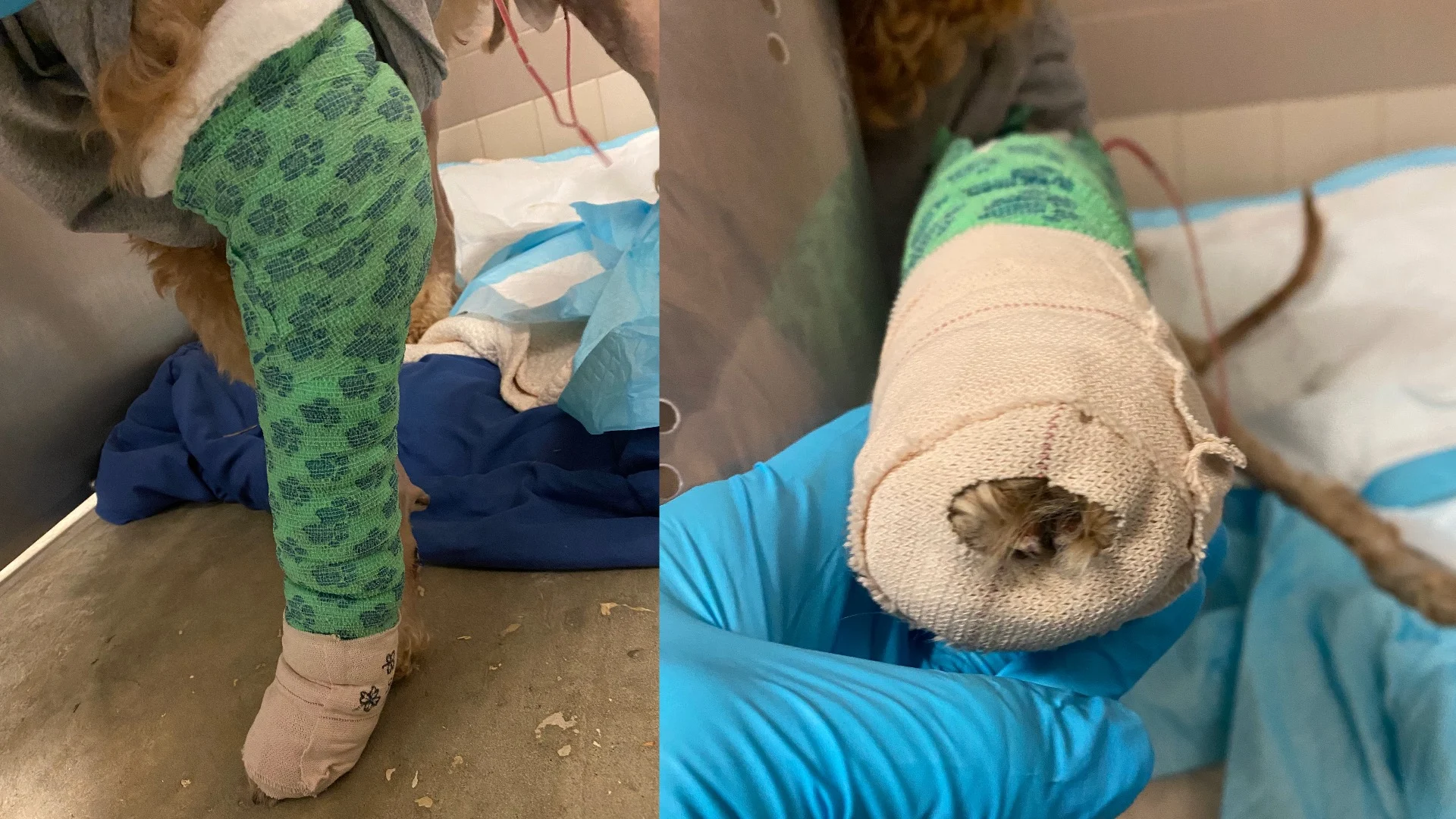 Canine limb bandaged with tertiary layer of wrapping.