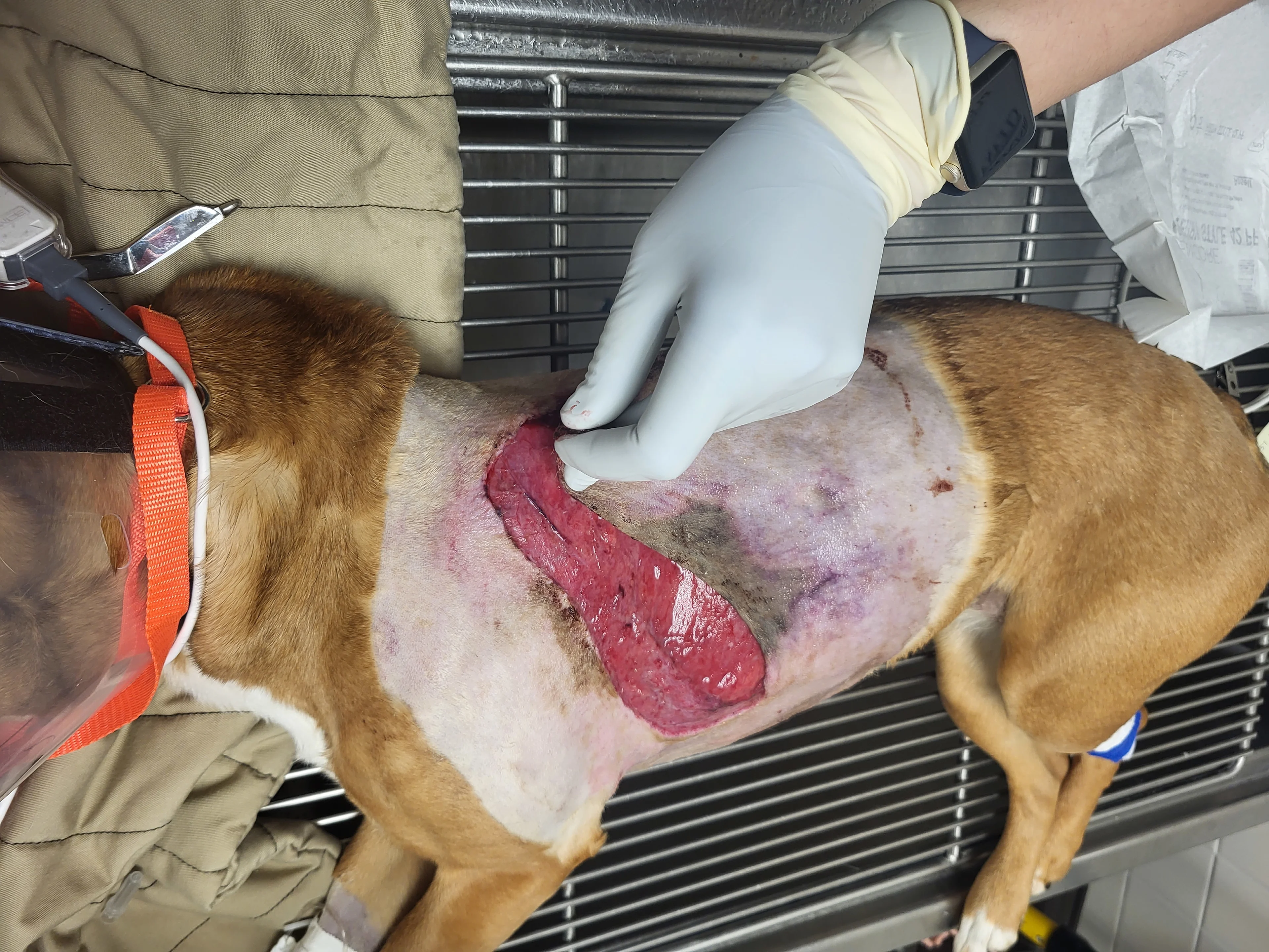 A dog is lying laterally, exposing a large wound on the right shoulder.