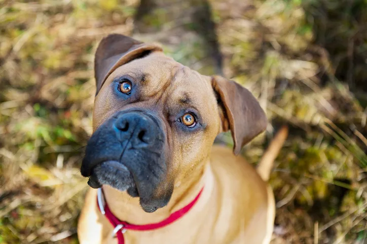 Bull mastiff looking up at the camera.