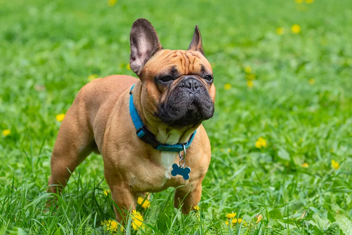 A French bulldog standing outside on green grass.