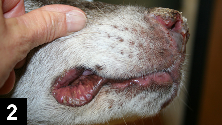 Lip fold 2025 dermatitis dog treatment