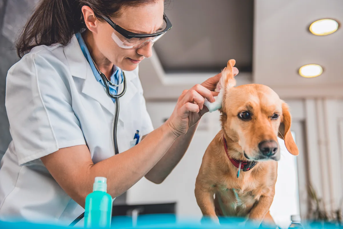 Person in safety glasses lifting pinna of dog while wiping external ear canal with blue solution on cotton.
